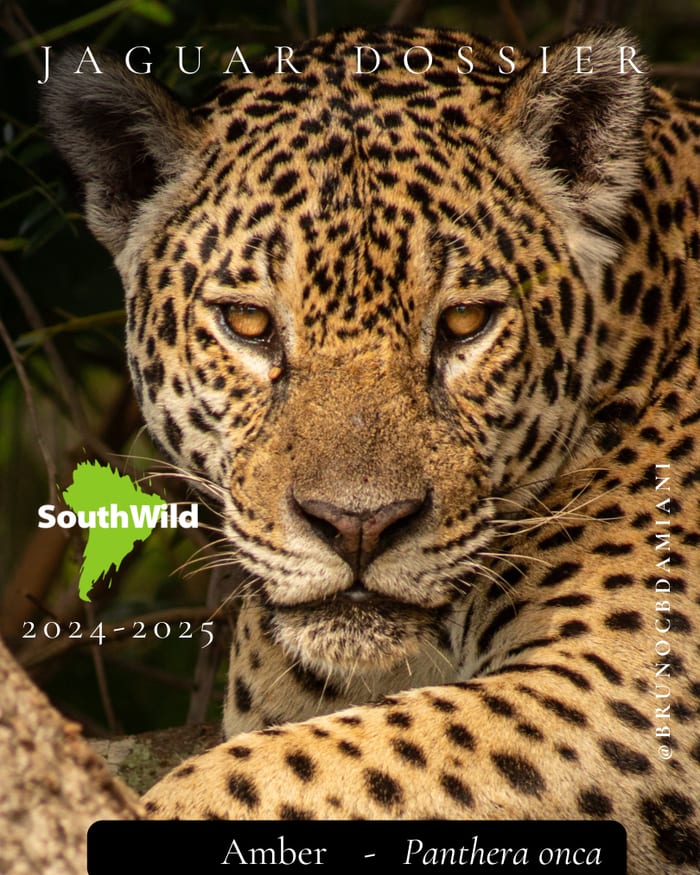 Cover of The Jaguar Dossier