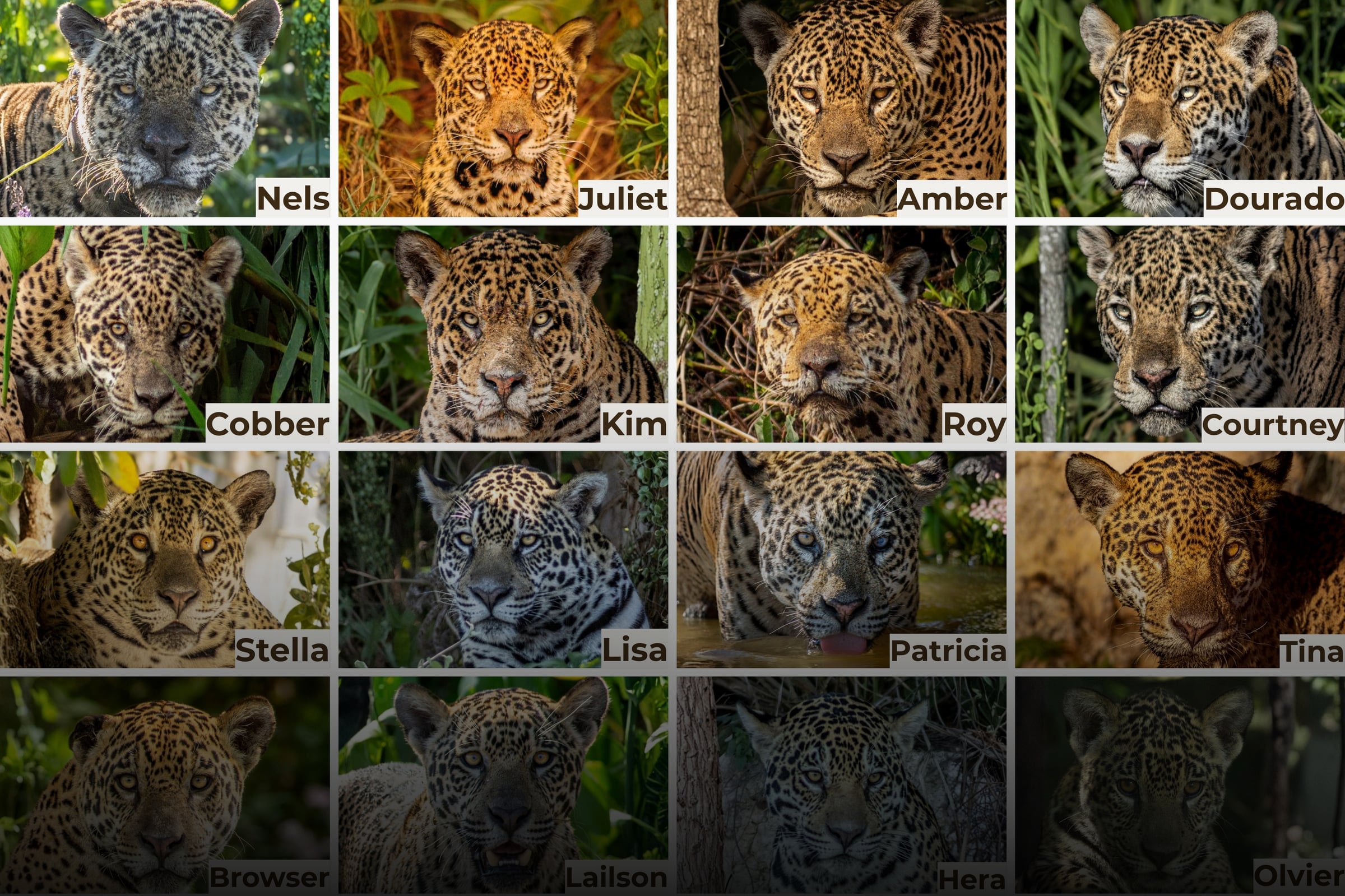 A grid of individually named and identified wild Jaguars from Jaguarland