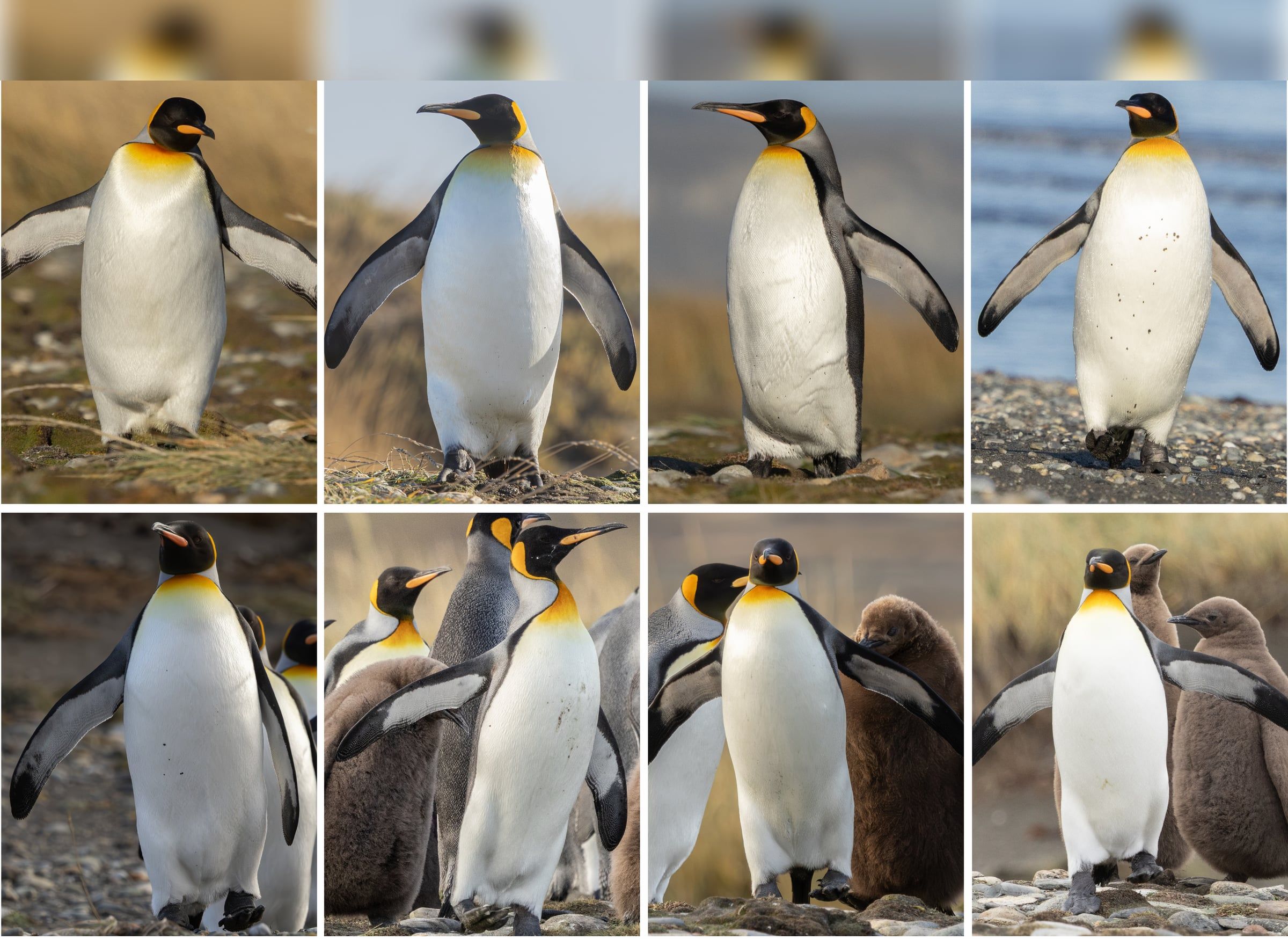 A grid of individually identified wild King Penguins photographed at Bahía Inútil, Tierra del Fuego