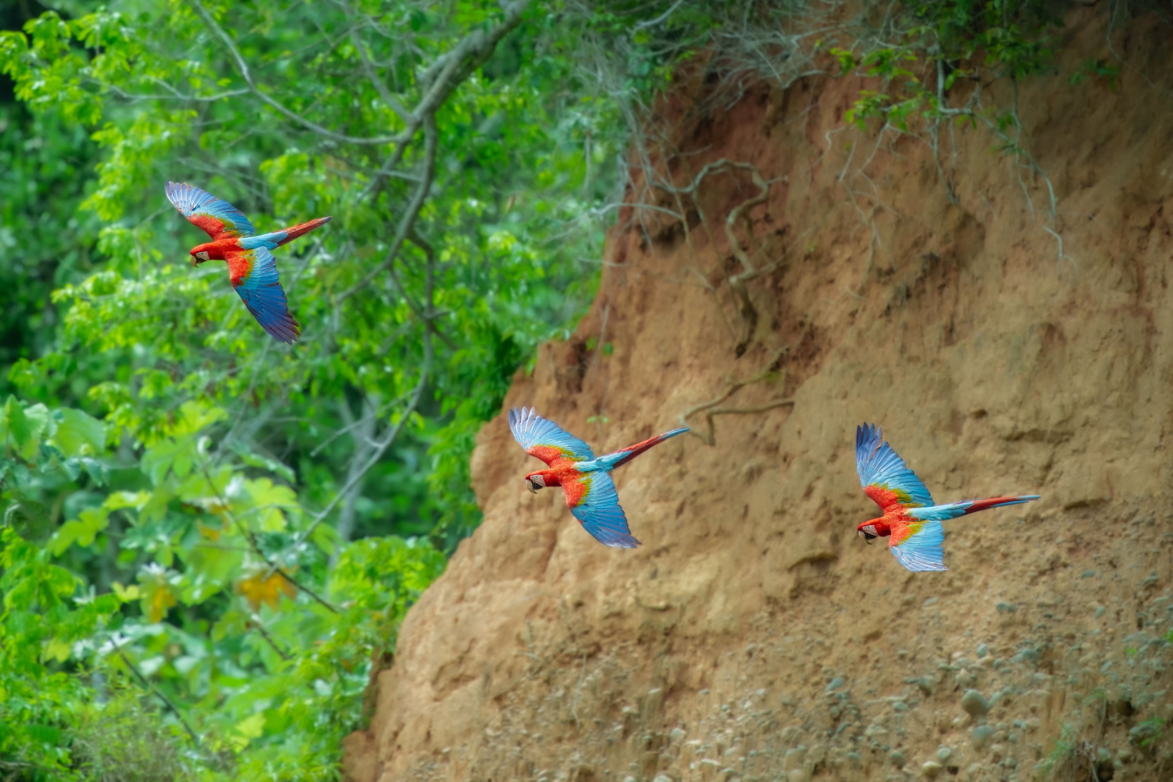 Three Red-and-Green Macaws in flight beside a towering sandstone clay lick cliff in the western Amazon