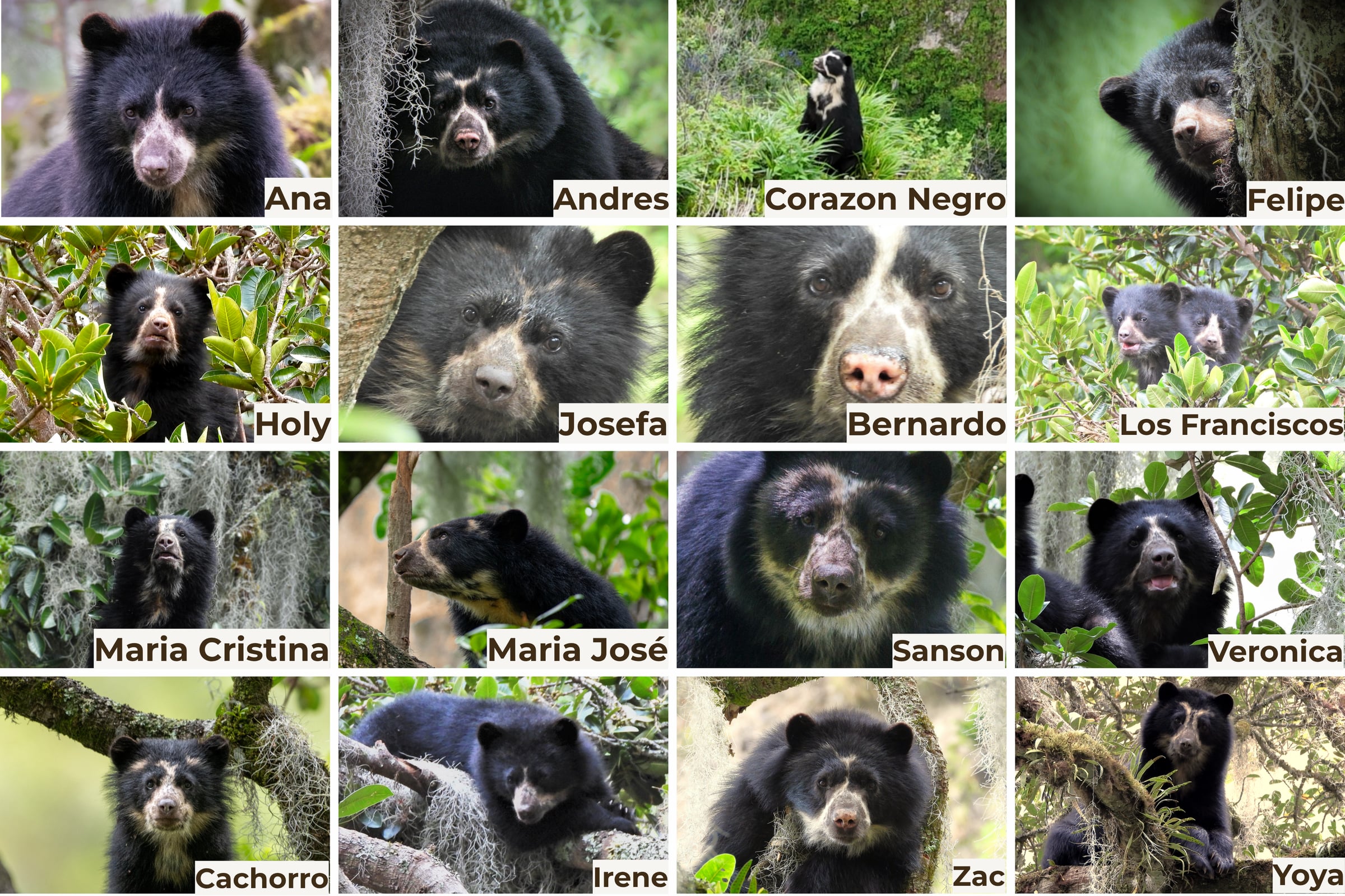 A grid of individually named and identified wild Spectacled Bears from Bear Canyon in the Andes