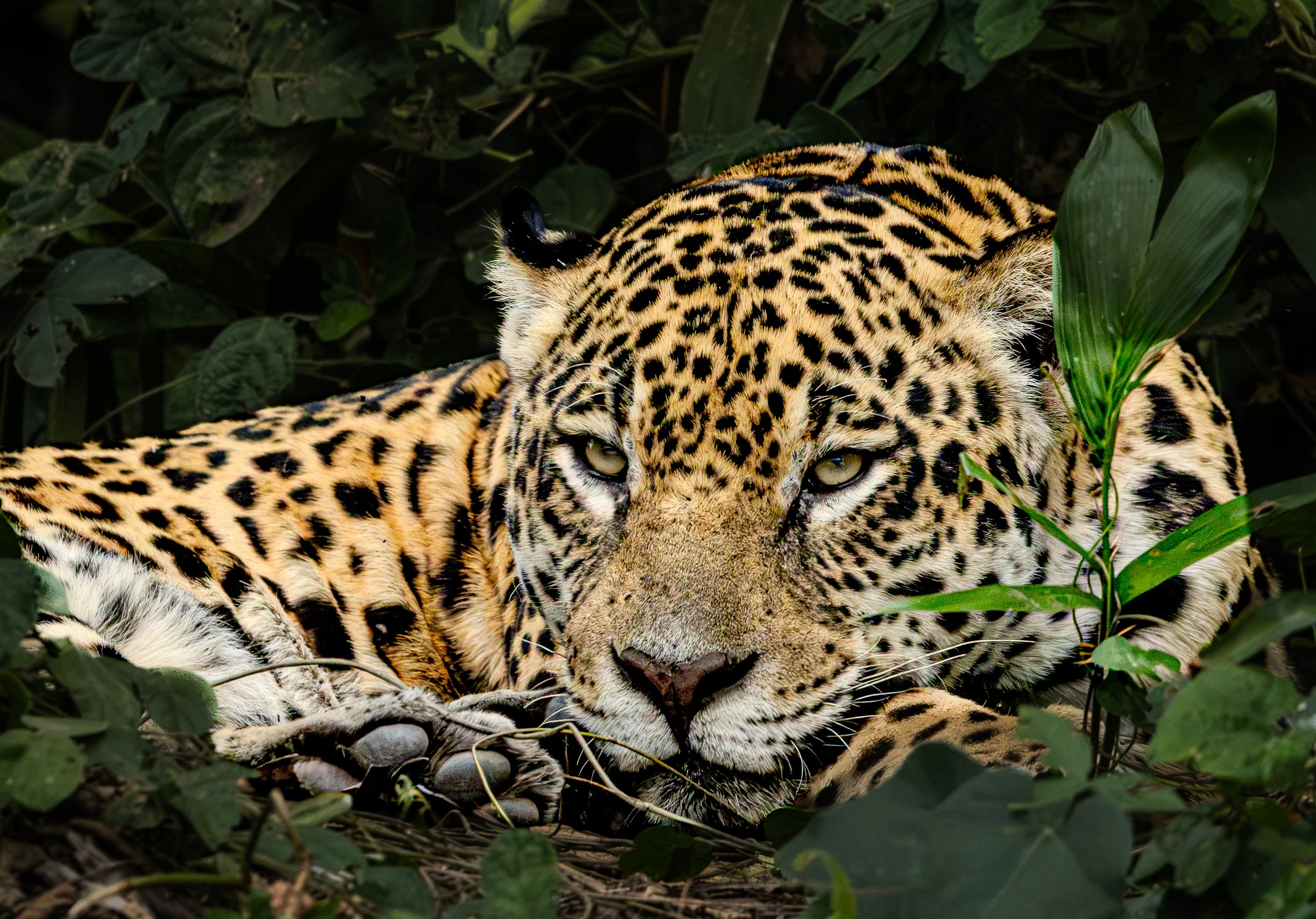 A wild jaguar resting in the Pantanal foliage