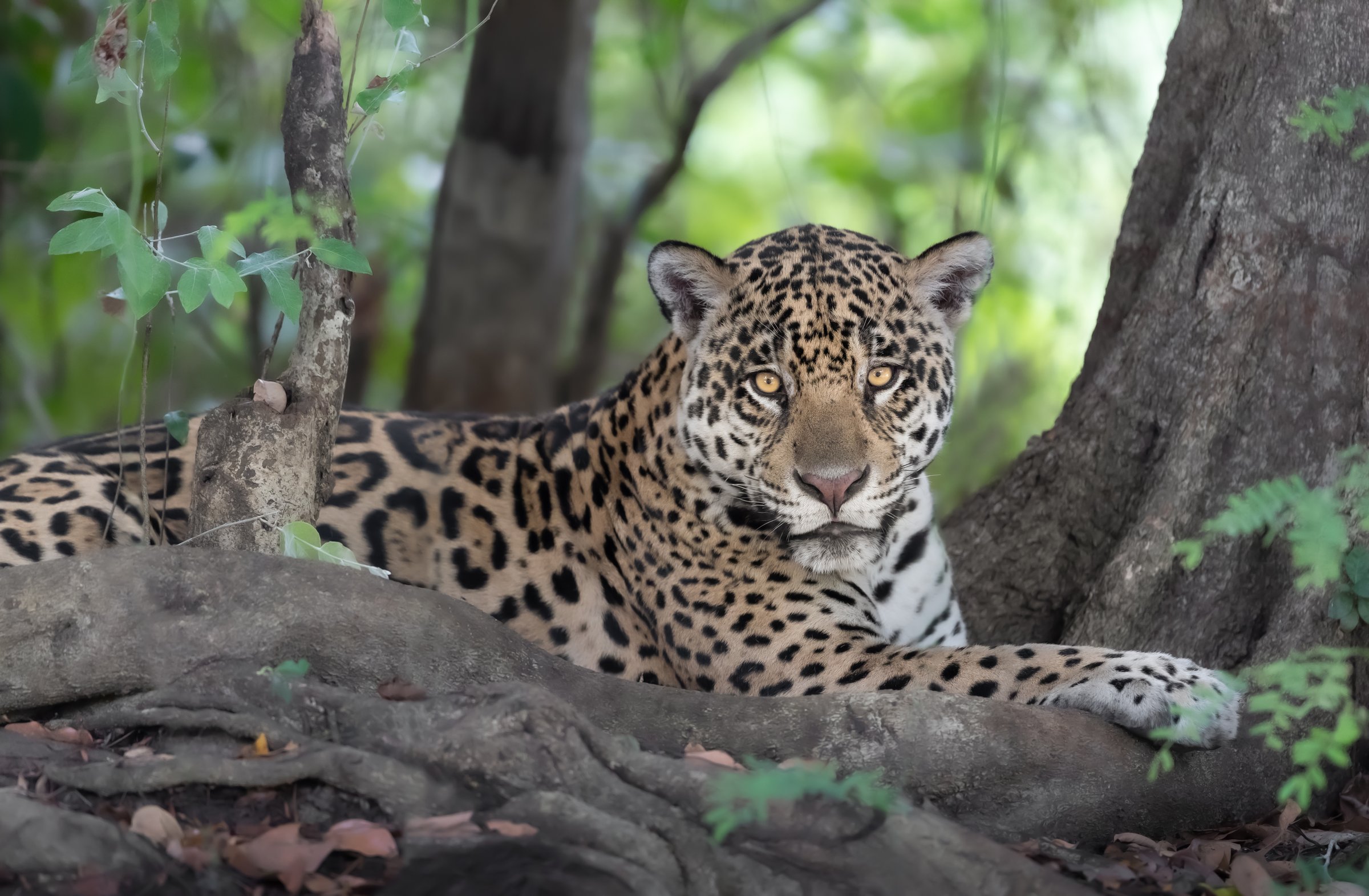 Wild Jaguar on the riverbank in Jaguarland, Pantanal
