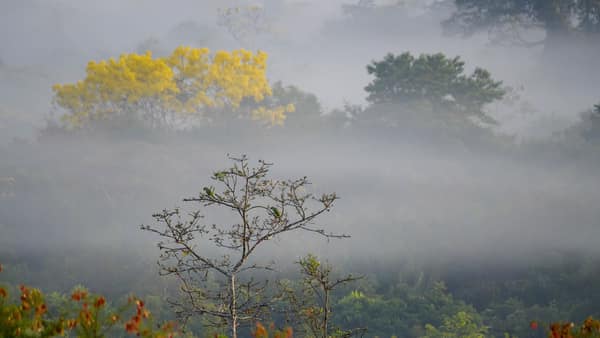 SouthWild Amazon Lodge, Amazon forest