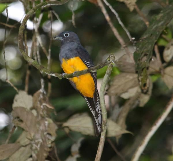 SouthWild Amazon Lodge, Green-backed Trogon female