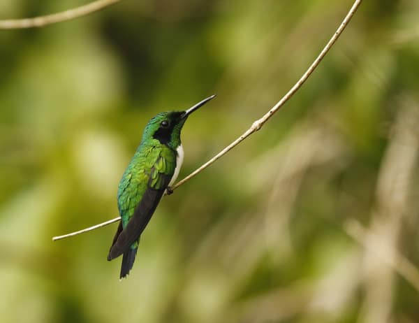 SouthWild Amazon Lodge, Black-eared Fairy
