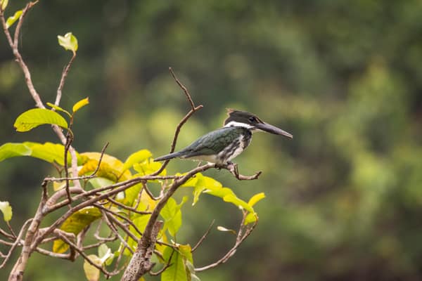 SouthWild Amazon Lodge, Amazon Kingfisher