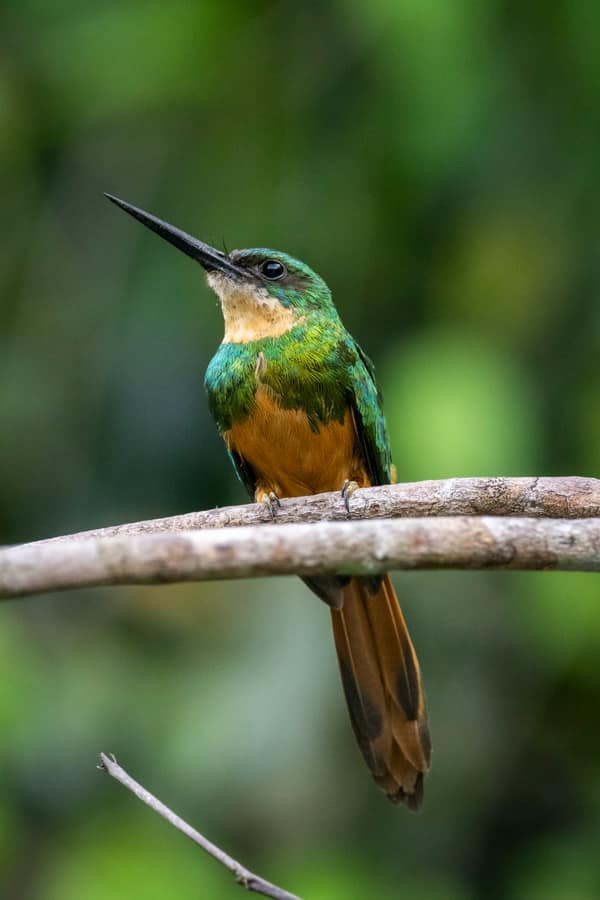 SouthWild Amazon Lodge, Rufous-tailed jacamar