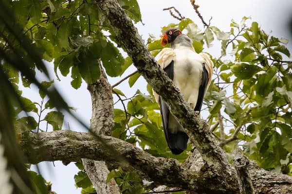 SouthWild Amazon Lodge, King vulture