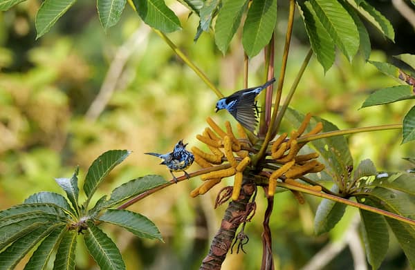 SouthWild Amazon Lodge, Turquoise tanager