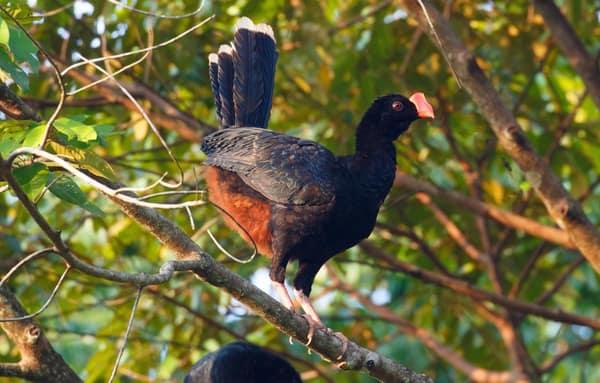 SouthWild Amazon Lodge, Razor-billed Curassow