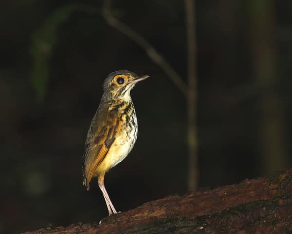 SouthWild Amazon Lodge, Alta Floresta Antpitta