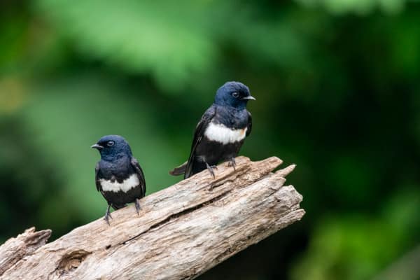 SouthWild Amazon Lodge, White-banded swallow