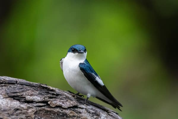 SouthWild Amazon Lodge, White-winged Swallow