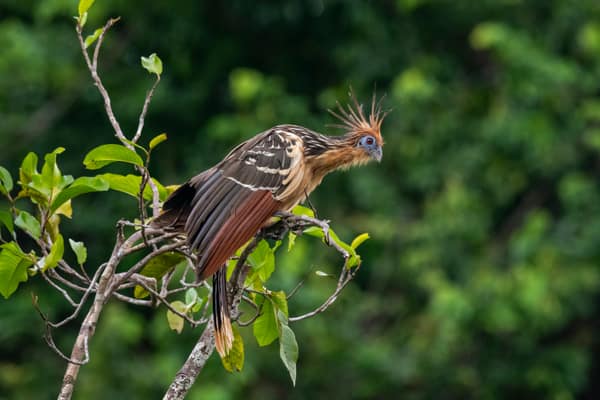 SouthWild Amazon Lodge, Hoatzin