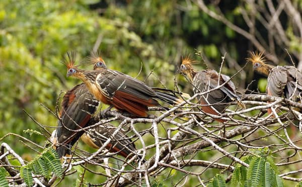 SouthWild Amazon Lodge, Hoatzin flock
