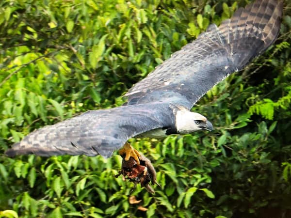 SouthWild Amazon Lodge, Juruena River rainforest