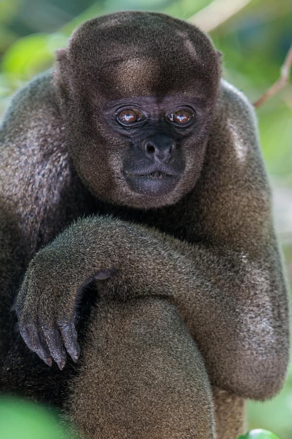 SouthWild Amazon Lodge, Grey Woolly monkey