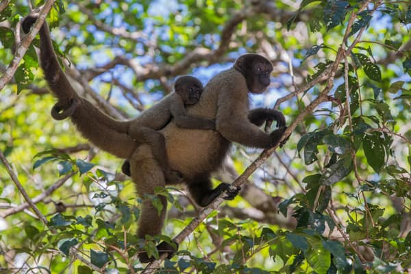 SouthWild Amazon Lodge, Grey Woolly monkey