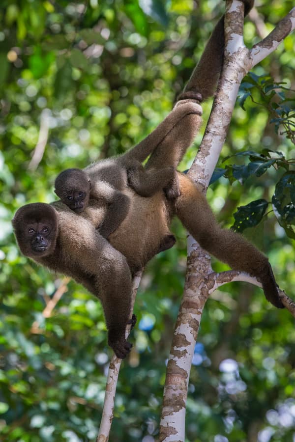 SouthWild Amazon Lodge, Grey Woolly monkey