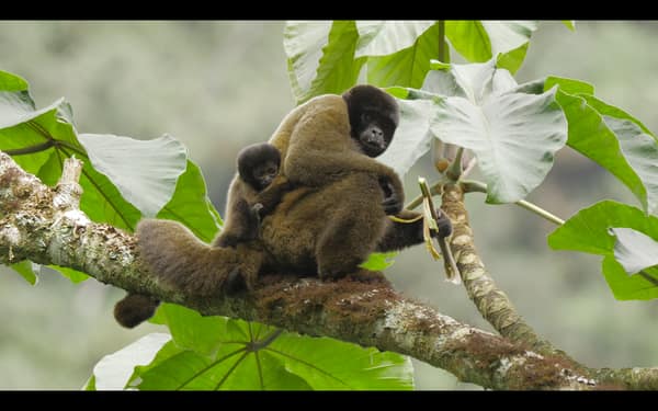 SouthWild Amazon Lodge, Grey Woolly monkey