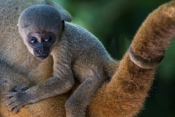 SouthWild Amazon Lodge, Grey Woolly monkey