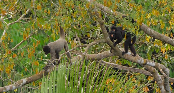 SouthWild Amazon Lodge, Grey Woolly monkey and Red-nosed bearded saki monkey
