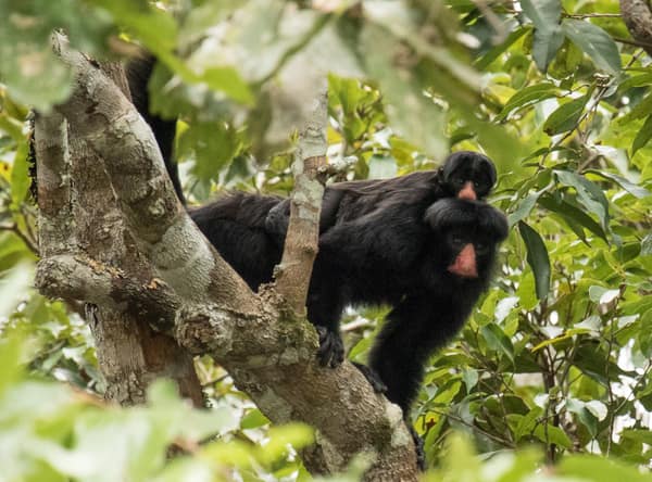 SouthWild Amazon Lodge, Red-nosed bearded saki monkey