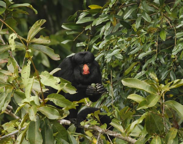 SouthWild Amazon Lodge, Red-nosed bearded saki monkey