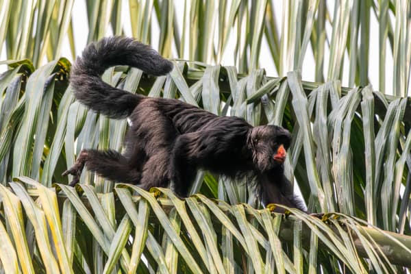 SouthWild Amazon Lodge, Red-nosed bearded saki monkey