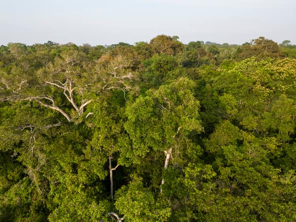 SouthWild Amazon Lodge, Amazon forest