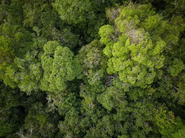 SouthWild Amazon Lodge, Amazon forest