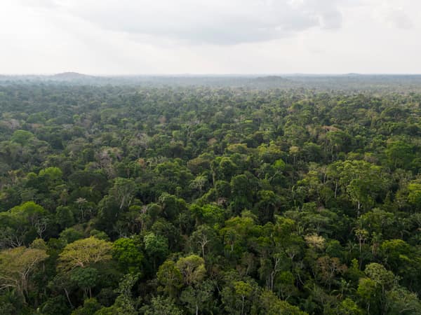 SouthWild Amazon Lodge, Amazon forest