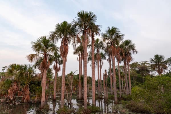 SouthWild Amazon Lodge, Mauritia palms