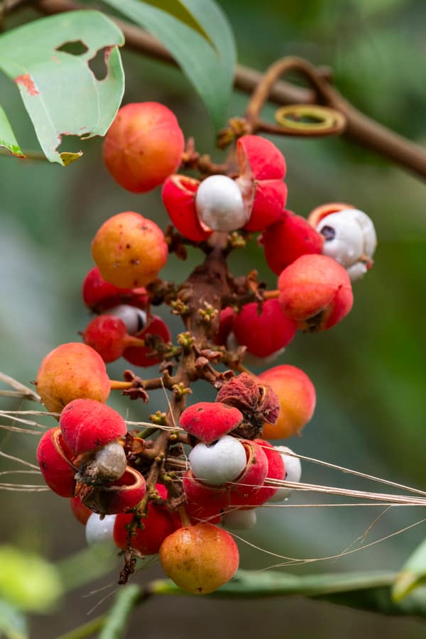 SouthWild Amazon Lodge, Rainforest fruit