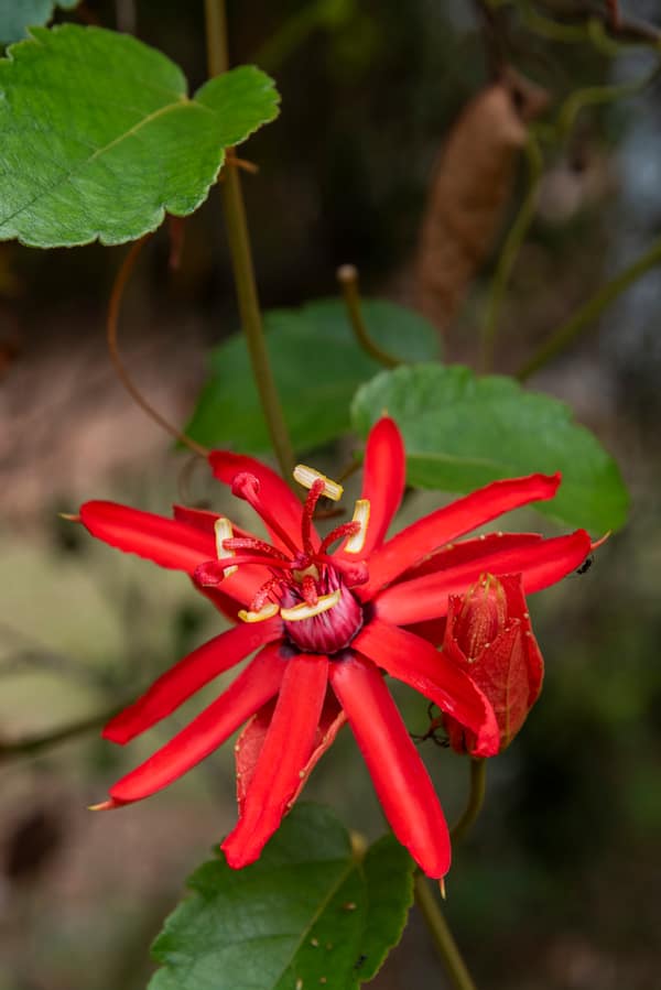 SouthWild Amazon Lodge, Rainforest flower