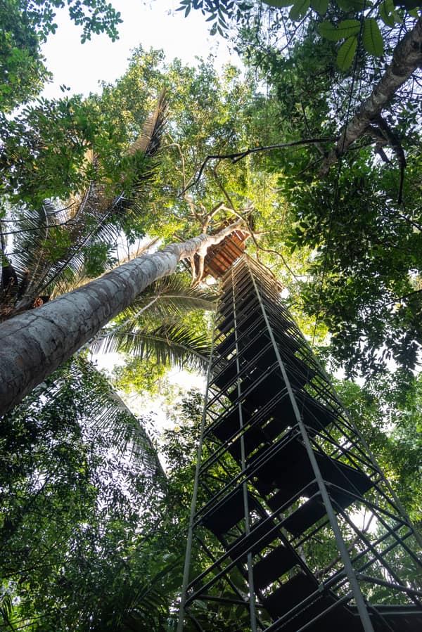 SouthWild Amazon Lodge, Canopy plataform