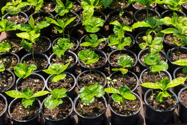 SouthWild Amazon Lodge, Seedlings for massive reforestation