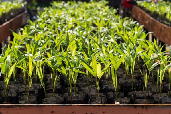 SouthWild Amazon Lodge, Seedlings for massive reforestation