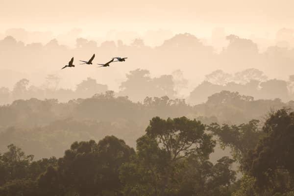 SouthWild Amazon Lodge, Large macaws in morning mist