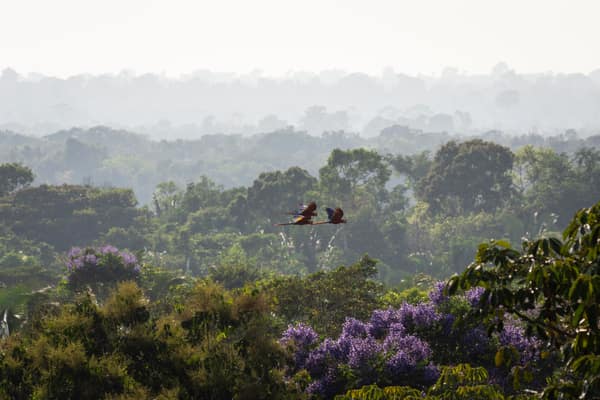 SouthWild Amazon Lodge, Scarlet macaws
