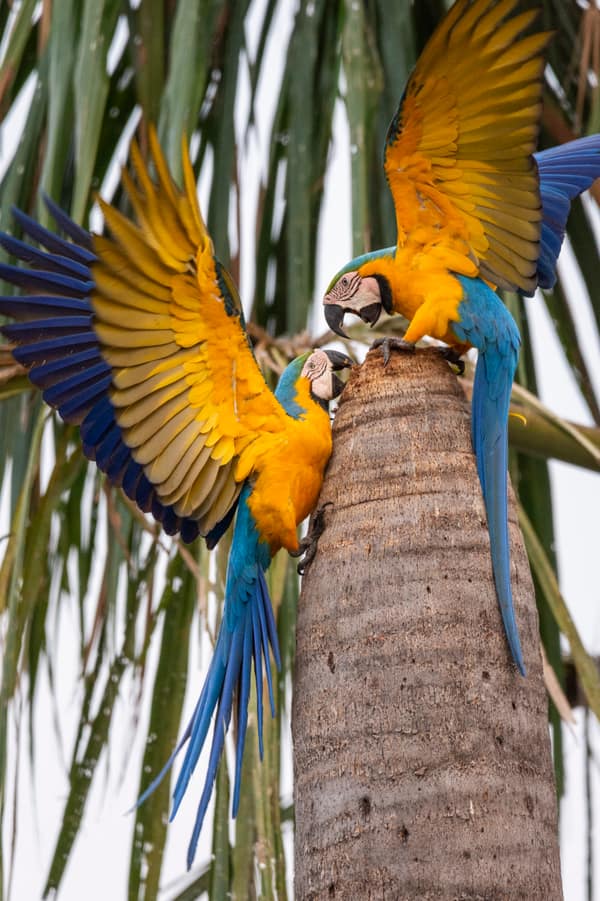 SouthWild Amazon Lodge, Blue-and-Yellow macaws