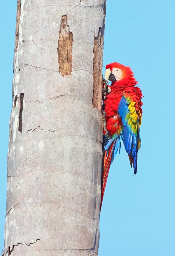 SouthWild Amazon Lodge, Scarlet macaw