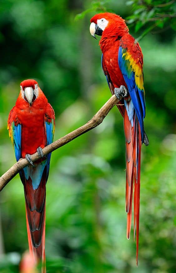 SouthWild Amazon Lodge, Scarlet Macaws