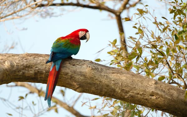 SouthWild Amazon Lodge, Red-and-Green Macaw