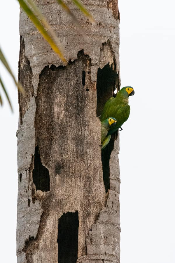 SouthWild Amazon Lodge, Red-bellied macaw