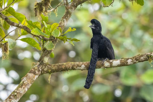 SouthWild Amazon Lodge, Umbrellabird