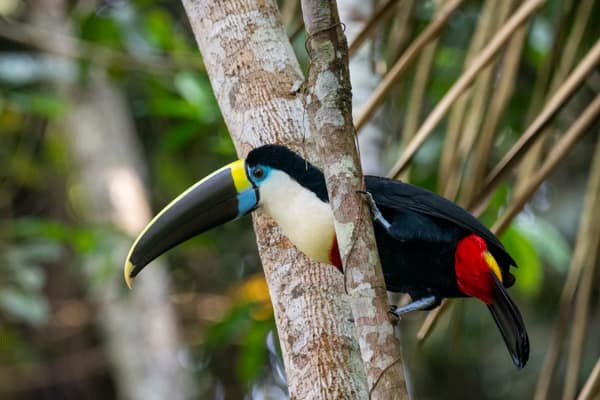 SouthWild Amazon Lodge, White-throated toucan