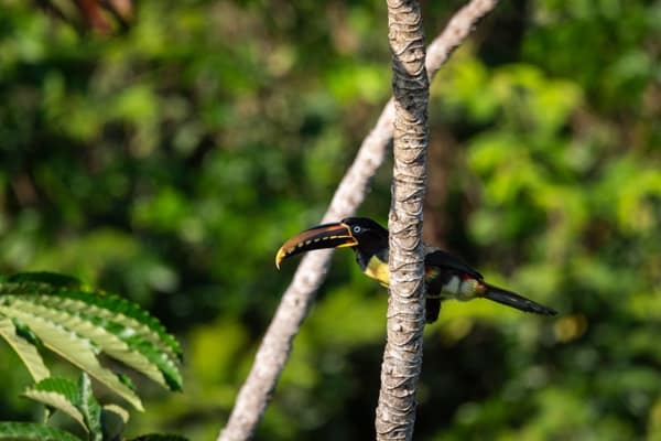 SouthWild Amazon Lodge, Chestnut-eared aracari