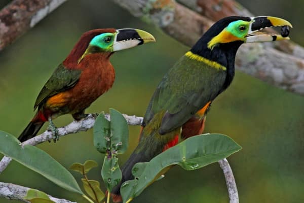 SouthWild Amazon Lodge, Gould’s Toucanets